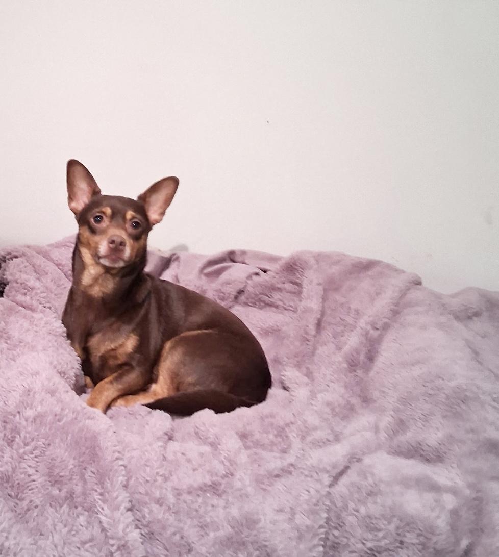 Enlarge Taz , a ADOPTABLE mixed breed in White Lake, MI image 4/4