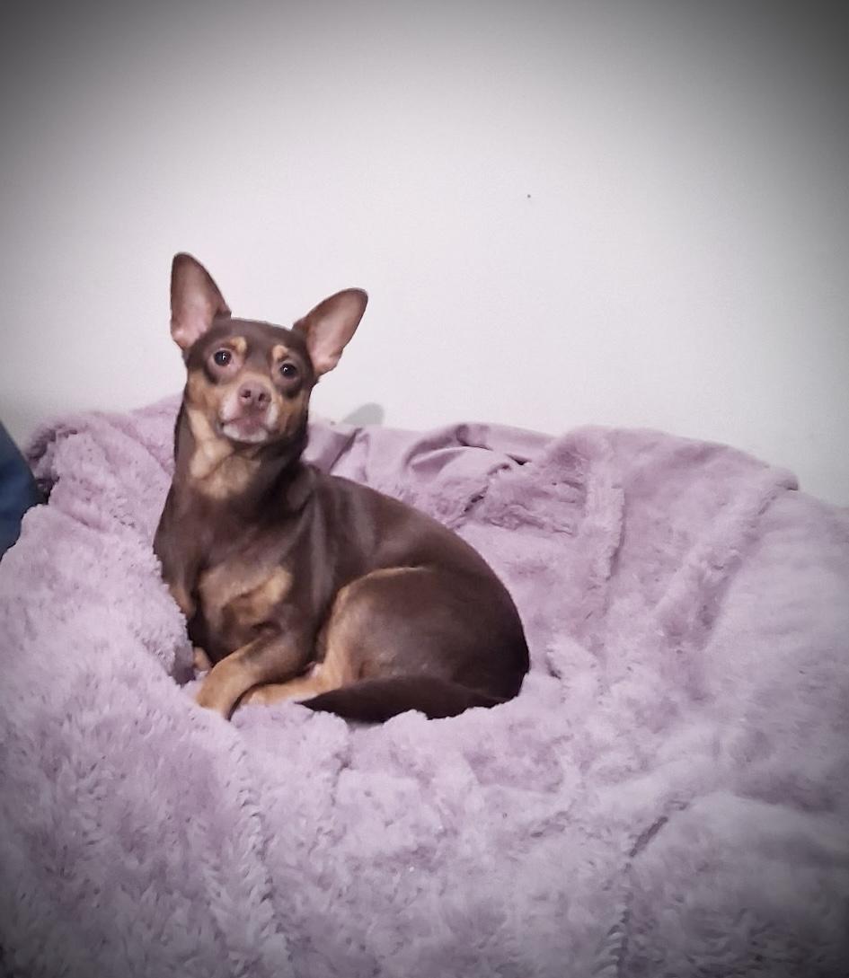 Taz , ADOPTABLE, Young Male Miniature Pinscher & Chihuahua.