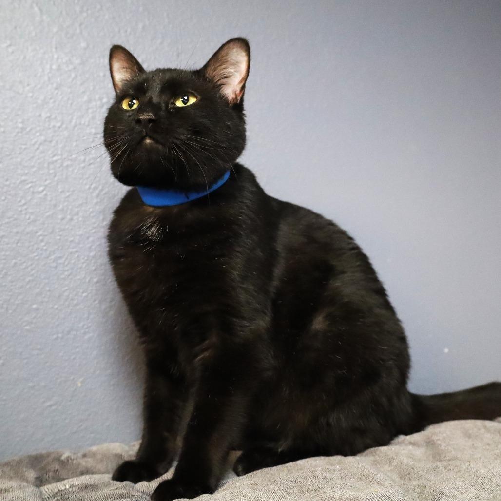 Pinto, Adoptable, Young Male Domestic Short Hair.