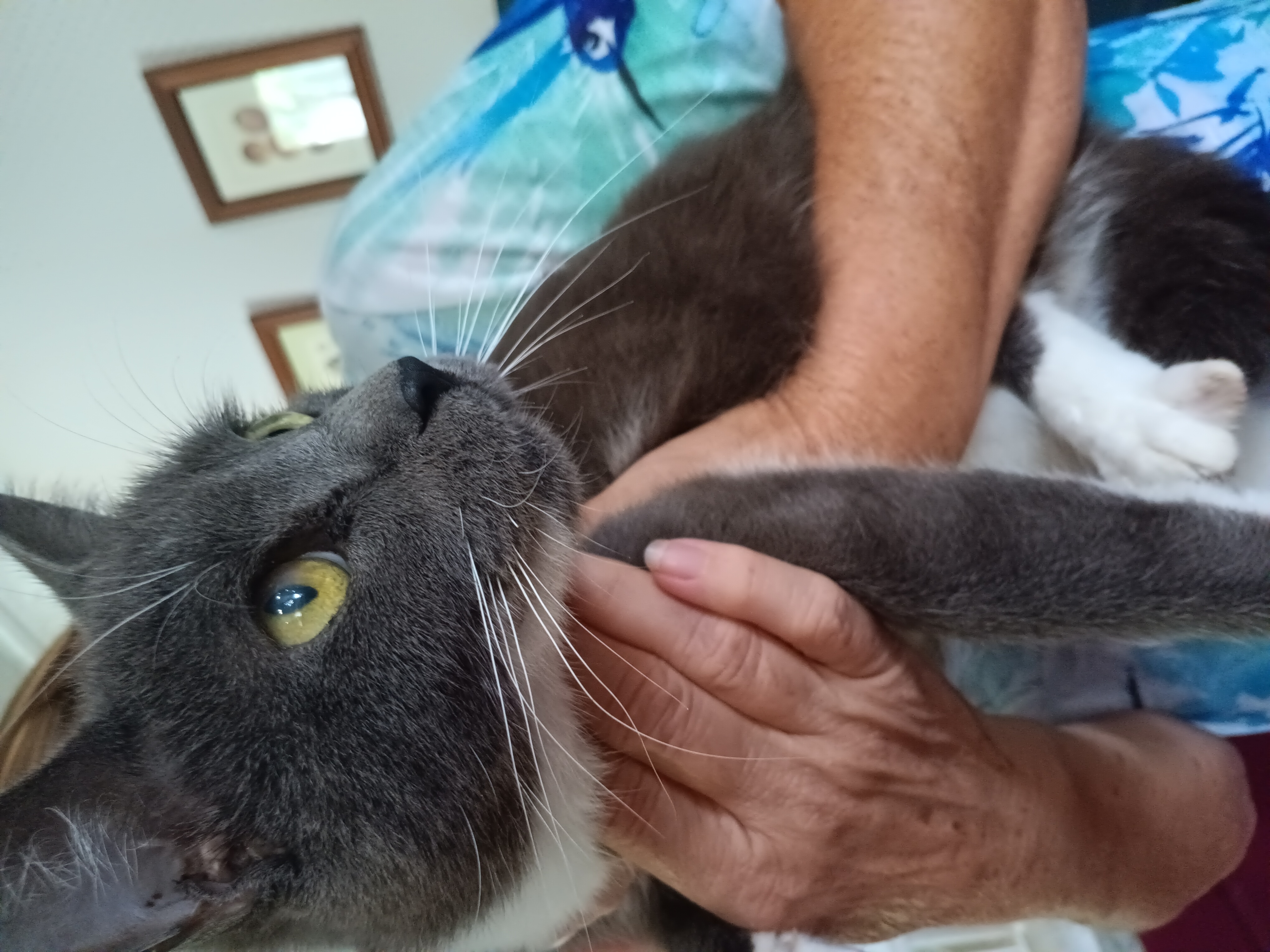Enlarge Little Grey, a Adopted Domestic Short Hair in Glenville, WV image 1/1