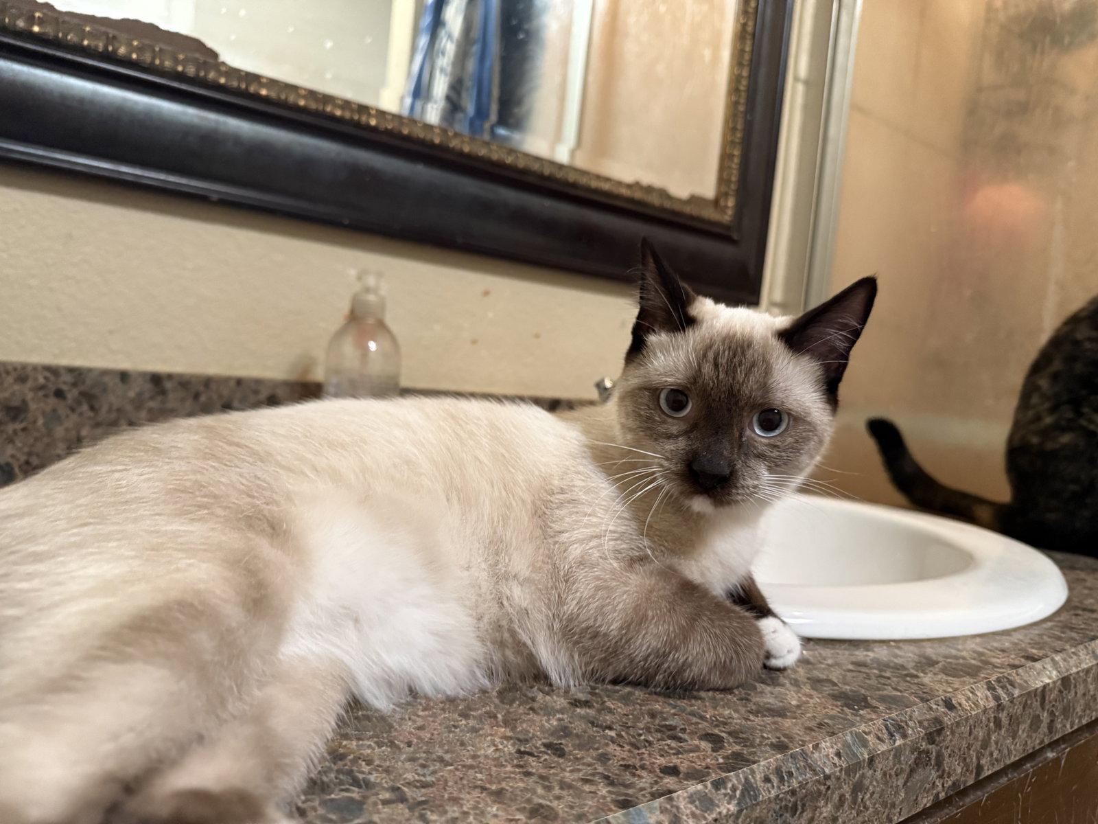 Oliver, Adoptable, Young Male Domestic Short Hair.