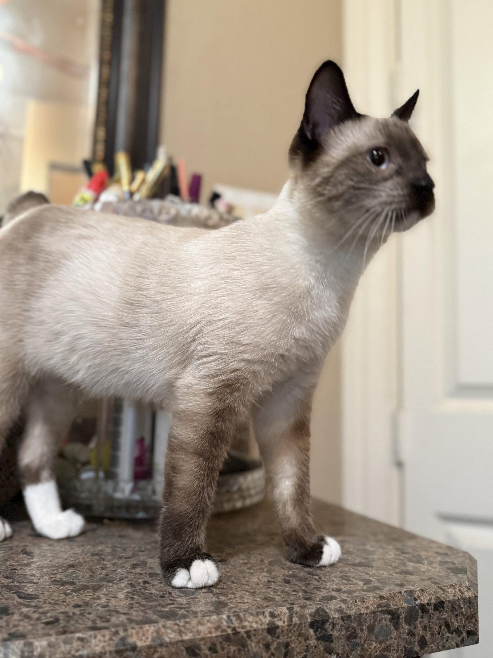 Enlarge Oliver, a Adoptable Domestic Short Hair in Mesquite, TX image 3/3