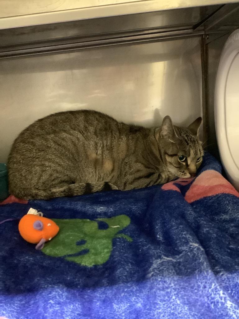 Enlarge Artemis, a Adoptable mixed breed in Sidney, NY image 1/1