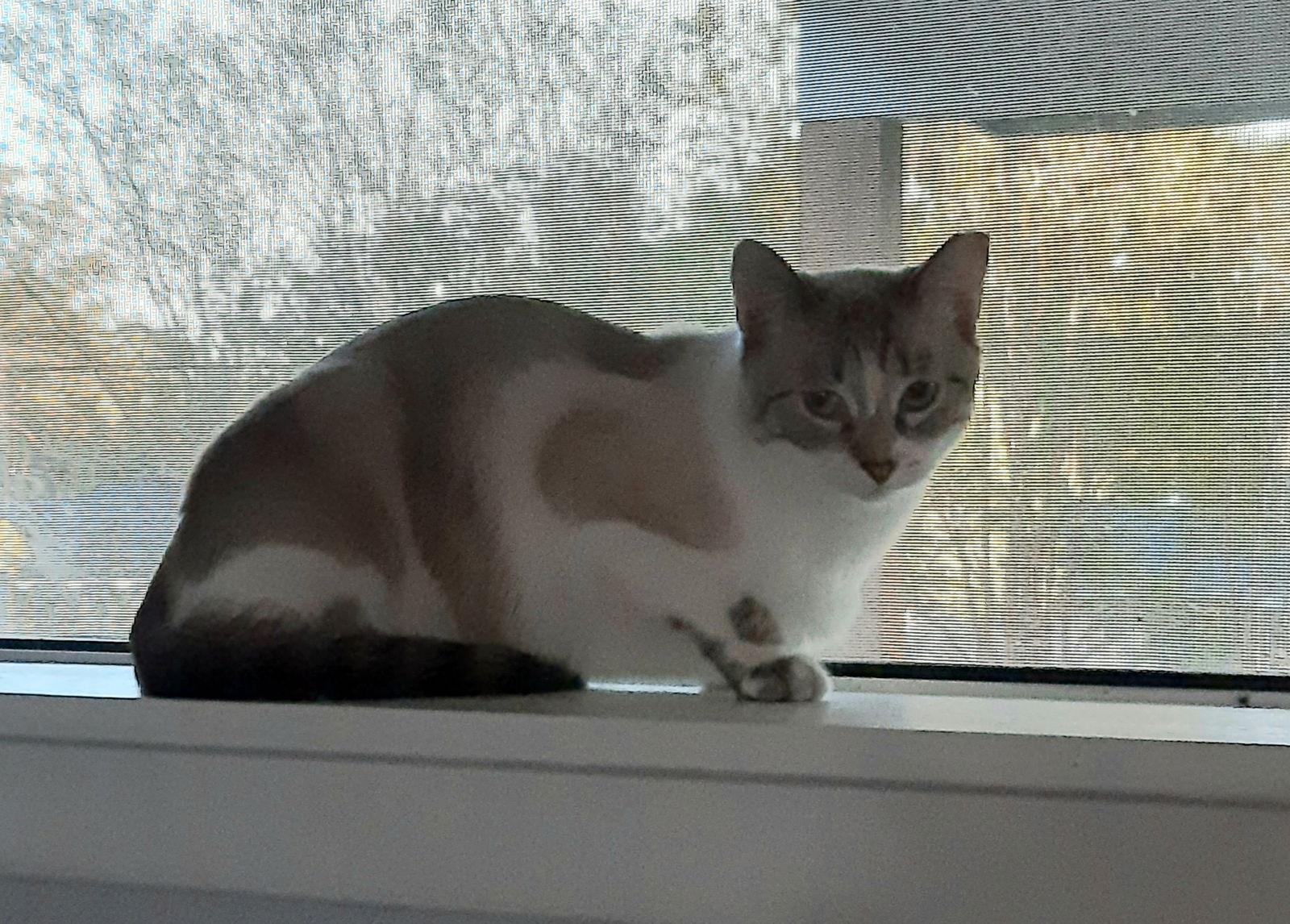 Enlarge Charm, a Adoptable mixed breed in San Antonio, TX image 2/3