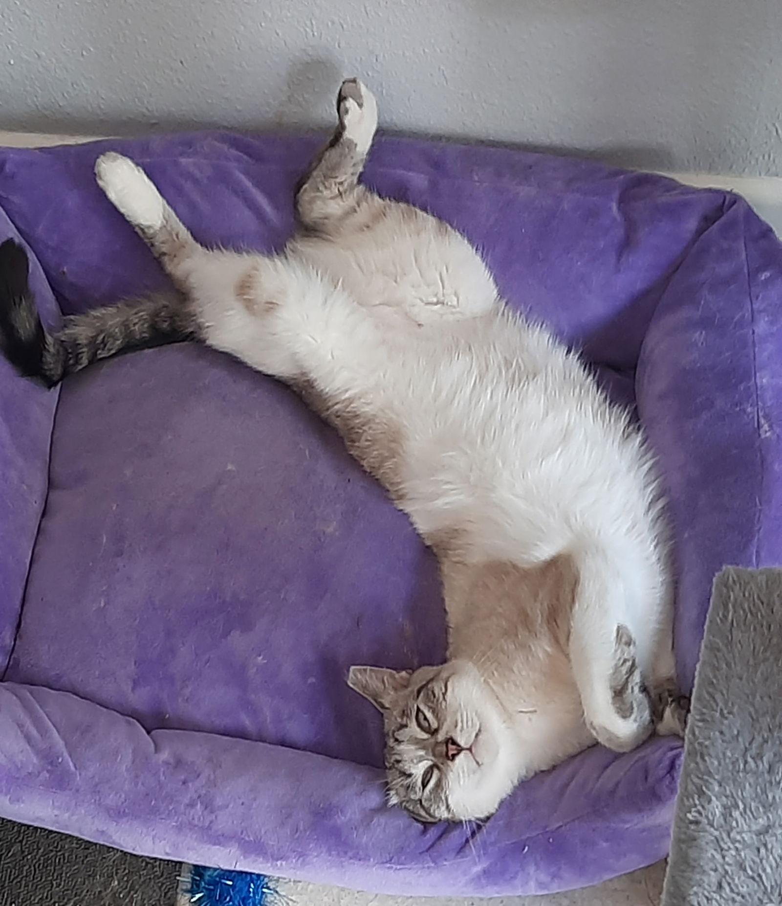 Enlarge Charm, a Adoptable mixed breed in San Antonio, TX image 3/3