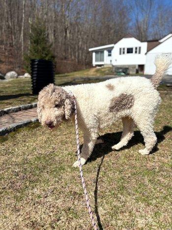 Enlarge Sam, an adopted mixed breed in Bedford Hills, NY image 3/6