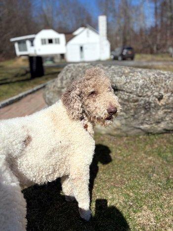 Enlarge Sam, an adopted mixed breed in Bedford Hills, NY image 6/6