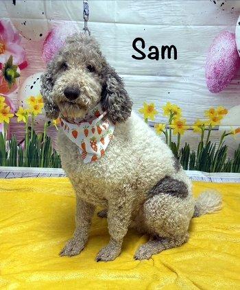 Enlarge Sam, an adopted mixed breed in Bedford Hills, NY image 1/6