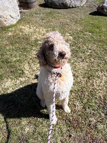 Enlarge Sam, an adopted mixed breed in Bedford Hills, NY image 4/6