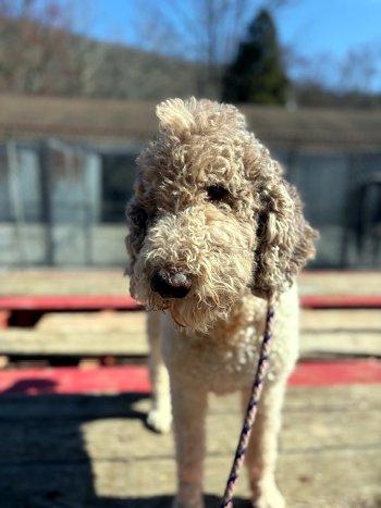 Enlarge Sam, an adopted mixed breed in Bedford Hills, NY image 5/6