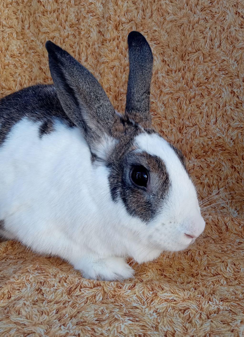 Enlarge Fergie, a ADOPTABLE Rhinelander in Goleta, CA image 1/3