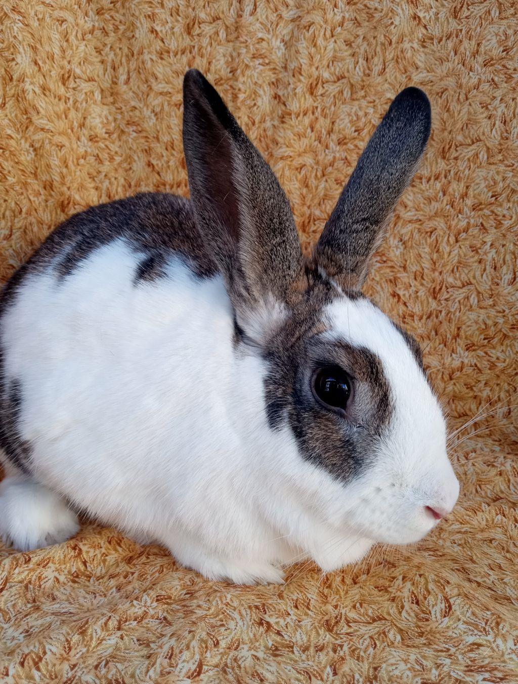 Enlarge Fergie, a ADOPTABLE Rhinelander in Goleta, CA image 3/3