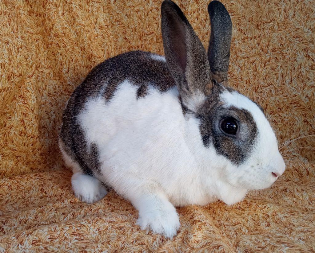 Enlarge Fergie, a ADOPTABLE Rhinelander in Goleta, CA image 2/3