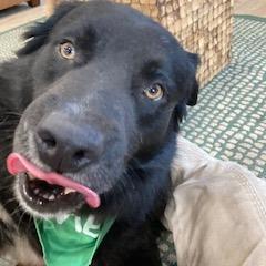 Enlarge BEAR (562), a Adoptable mixed breed in Indiantown, FL image 3/6