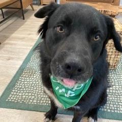 Enlarge BEAR (562), a Adoptable mixed breed in Indiantown, FL image 5/6