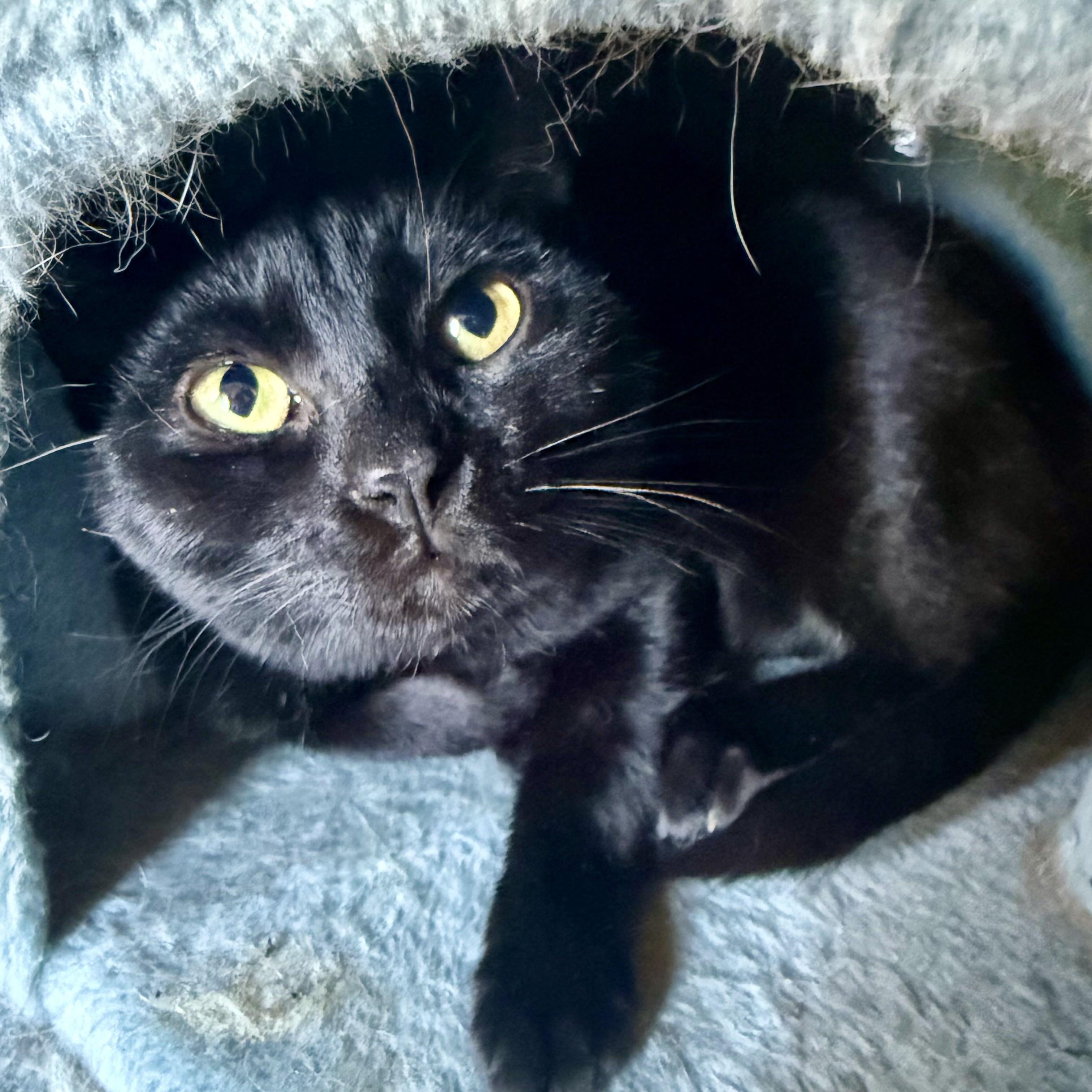 Hop, Adoptable, Kitten Female Domestic Short Hair.