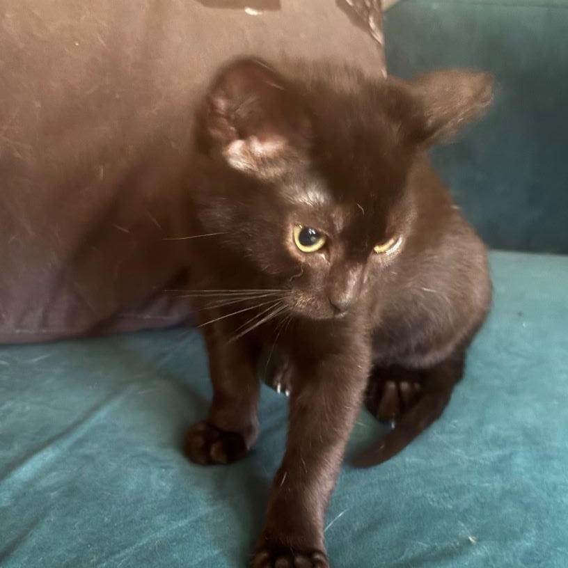 Enlarge Hop, a Adoptable Domestic Short Hair in Tulsa, OK image 2/6