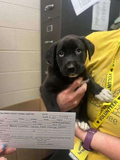 Enlarge Evelyn, a Adopted mixed breed in Murray, KY image 1/2