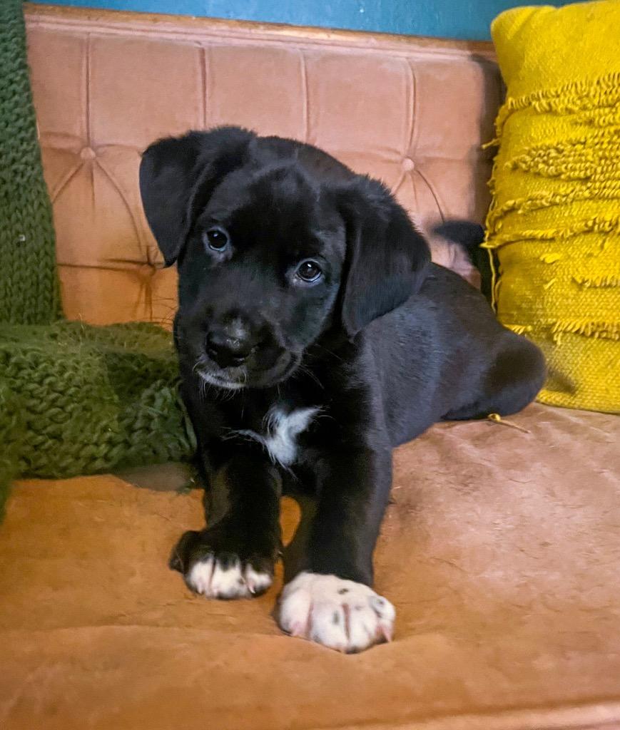 Enlarge Evelyn, a Adopted mixed breed in Murray, KY image 2/2