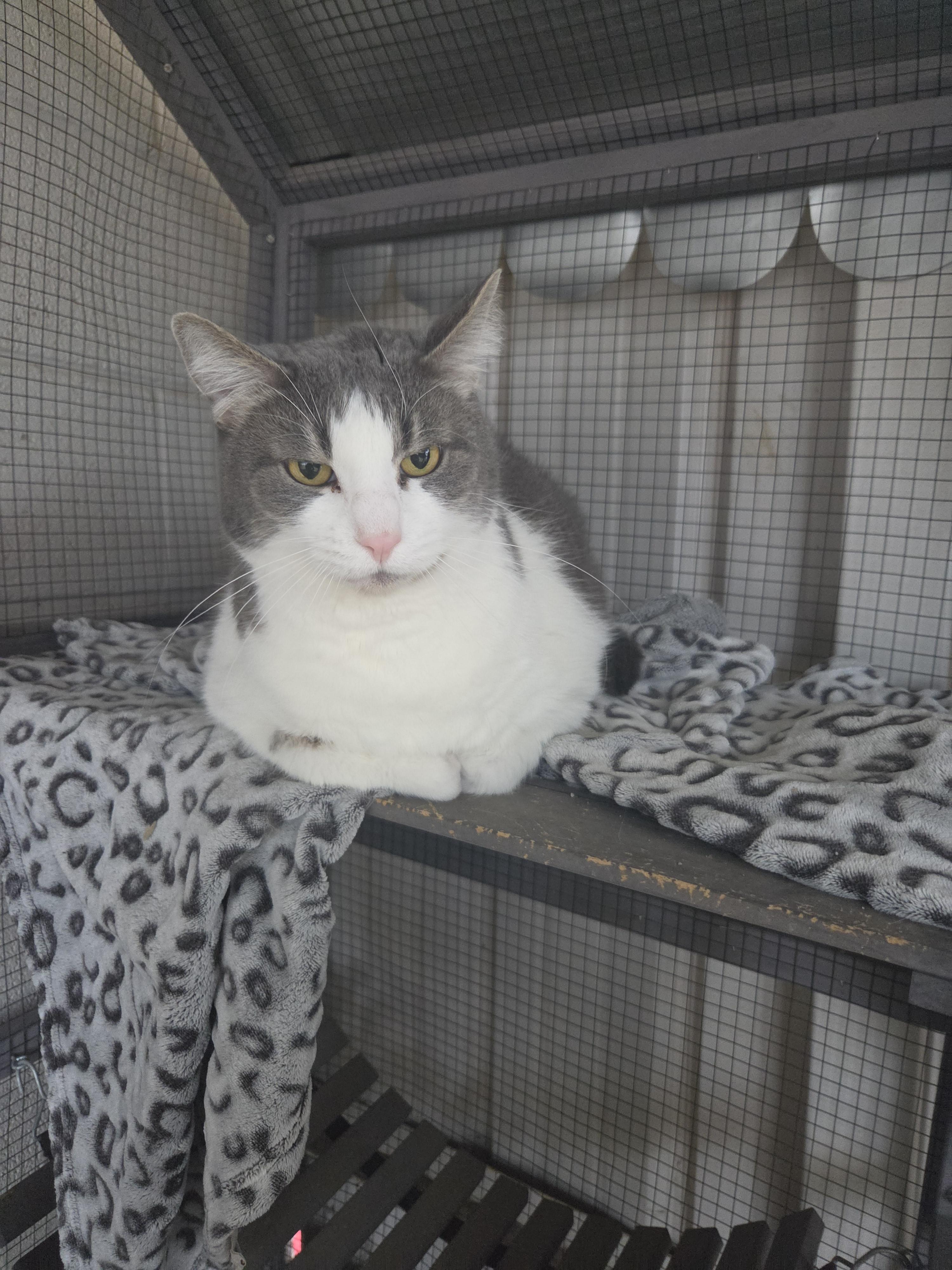Tubs, a ADOPTABLE Domestic Short Hair in Oklahoma City, OK image 3/5