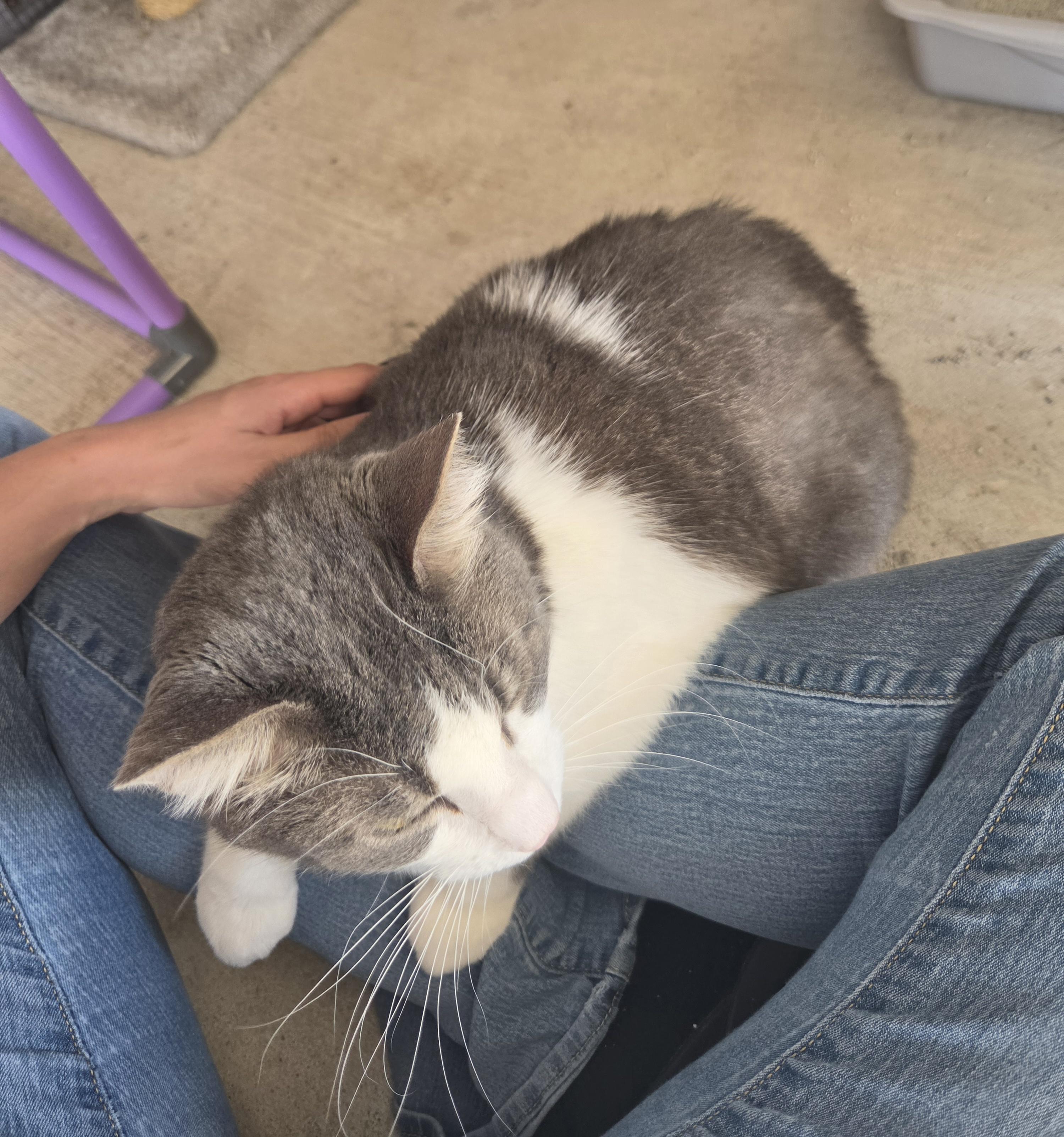 Tubs, a ADOPTABLE Domestic Short Hair in Oklahoma City, OK image 5/5