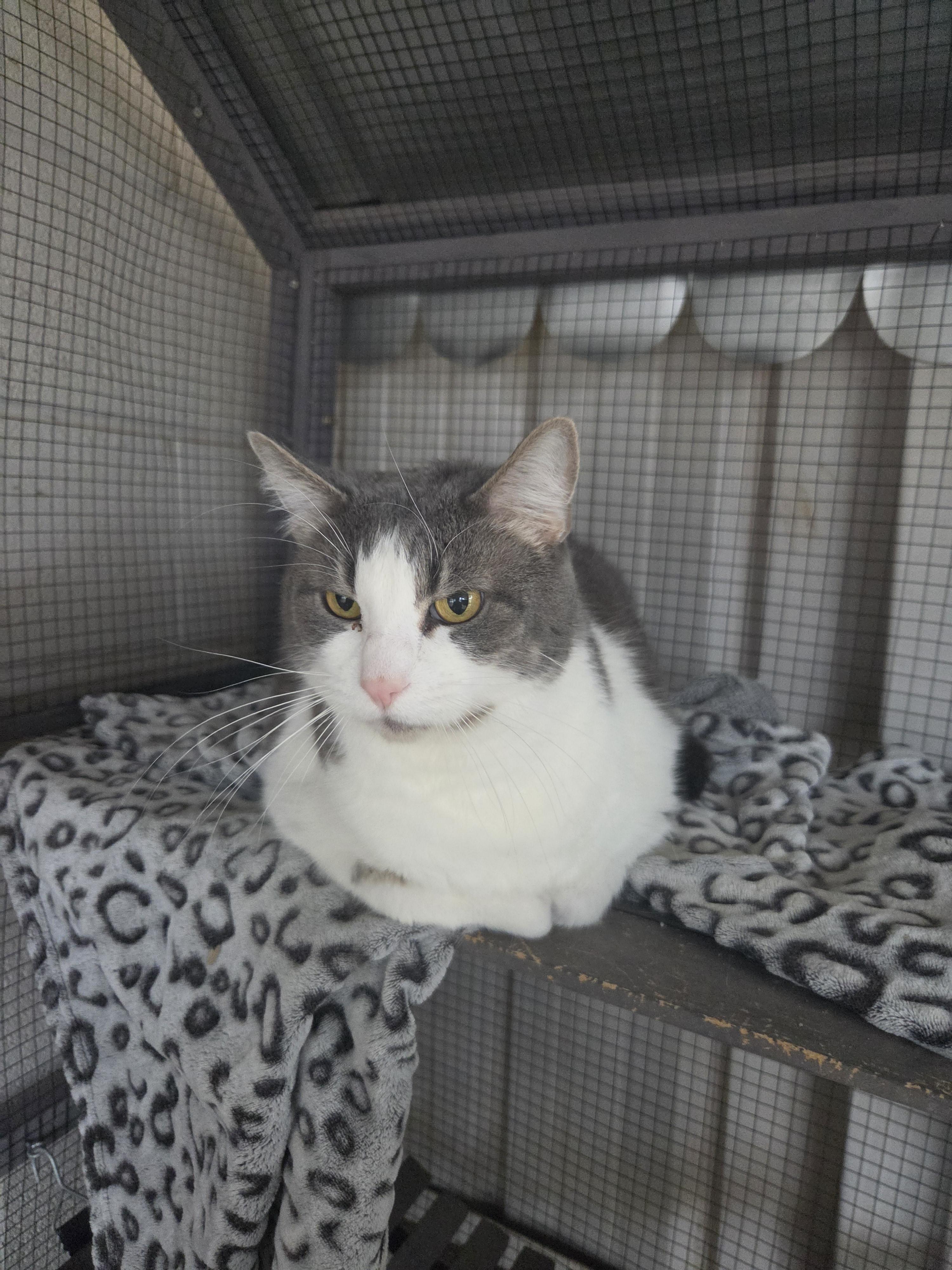 Tubs, a ADOPTABLE Domestic Short Hair in Oklahoma City, OK image 2/5