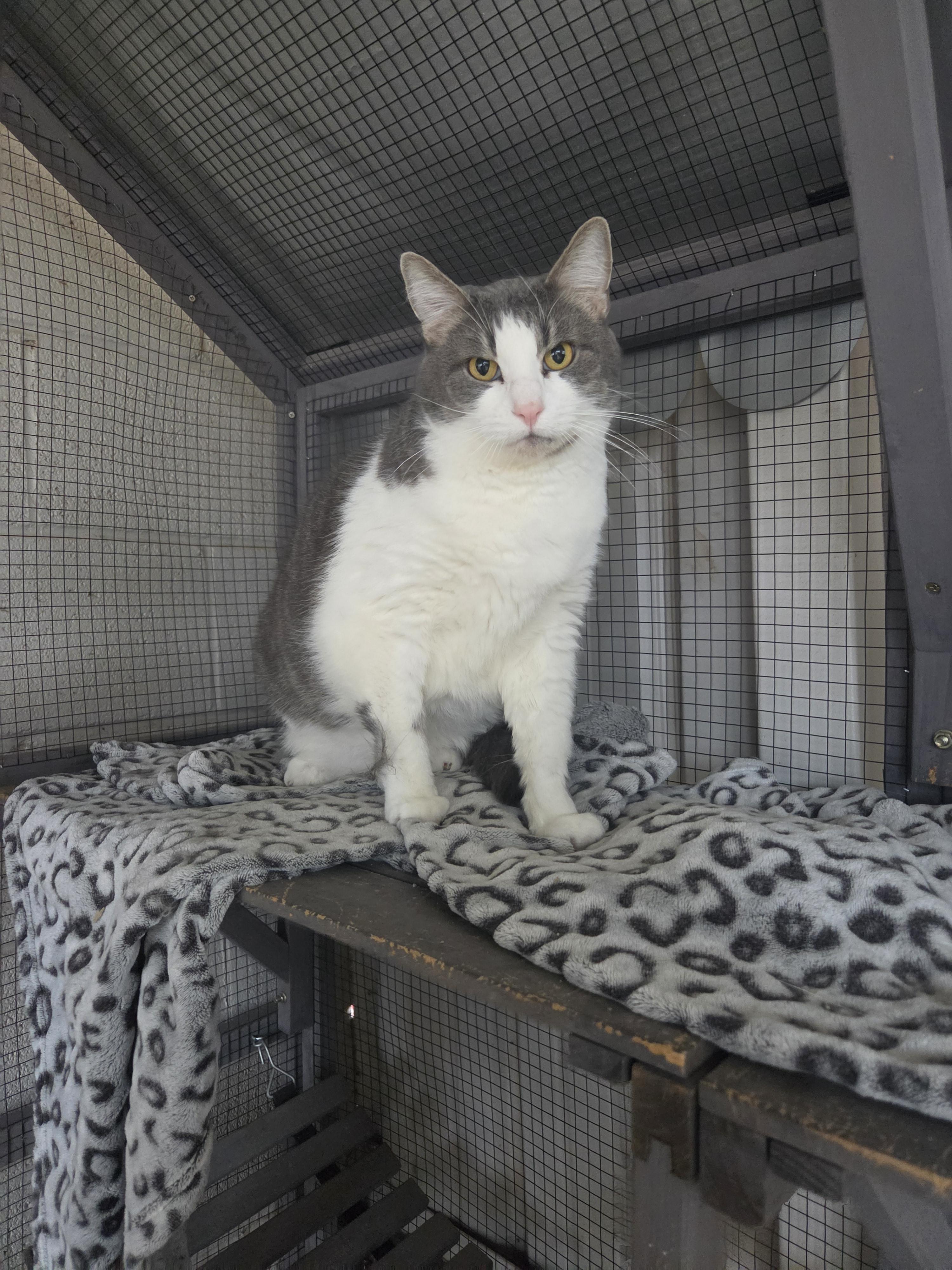 Tubs, a ADOPTABLE Domestic Short Hair in Oklahoma City, OK image 4/5