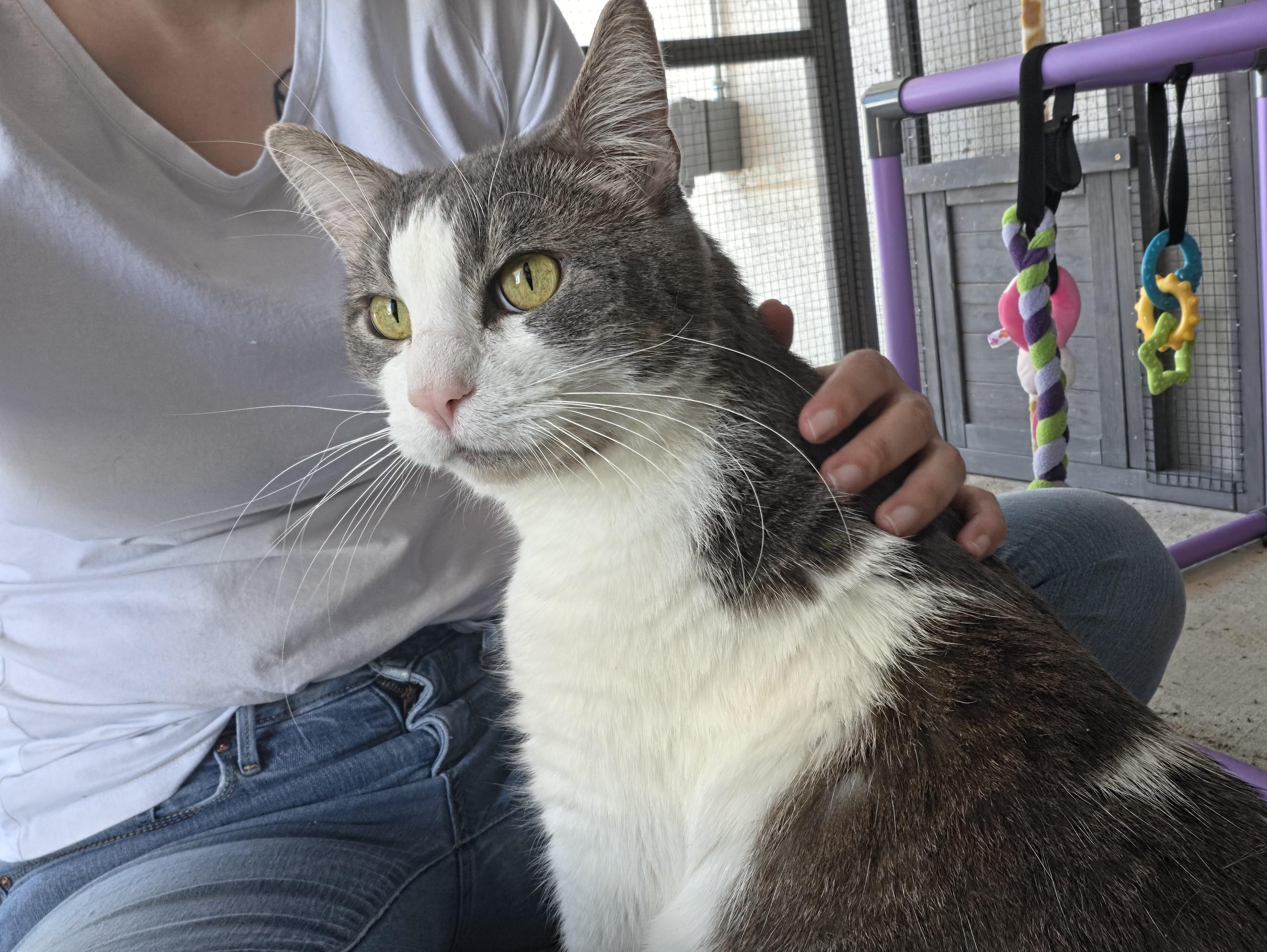 Tubs, ADOPTABLE, Adult Male Domestic Short Hair.