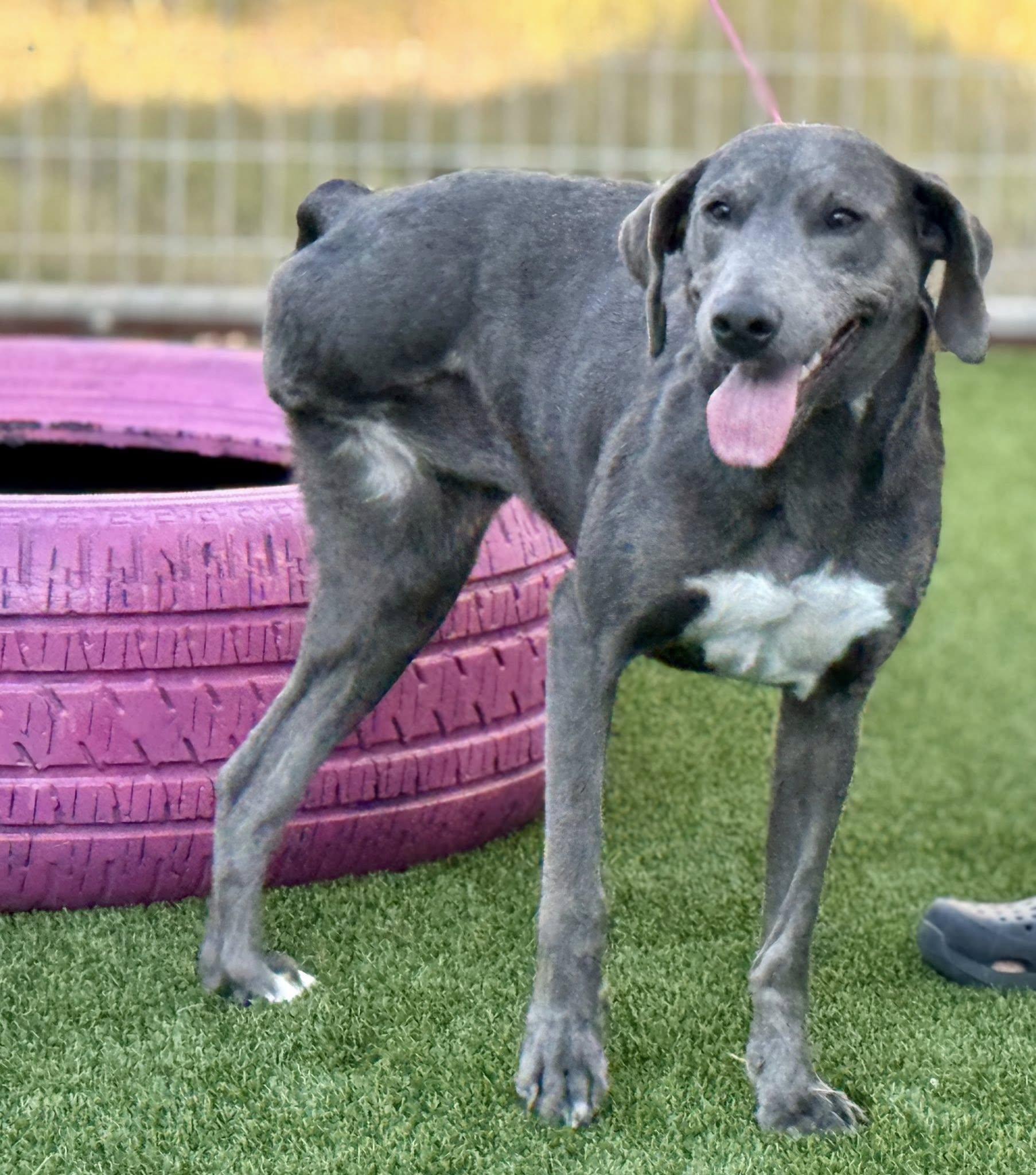 Tipsy-A Three Legged Ray of Sunshine