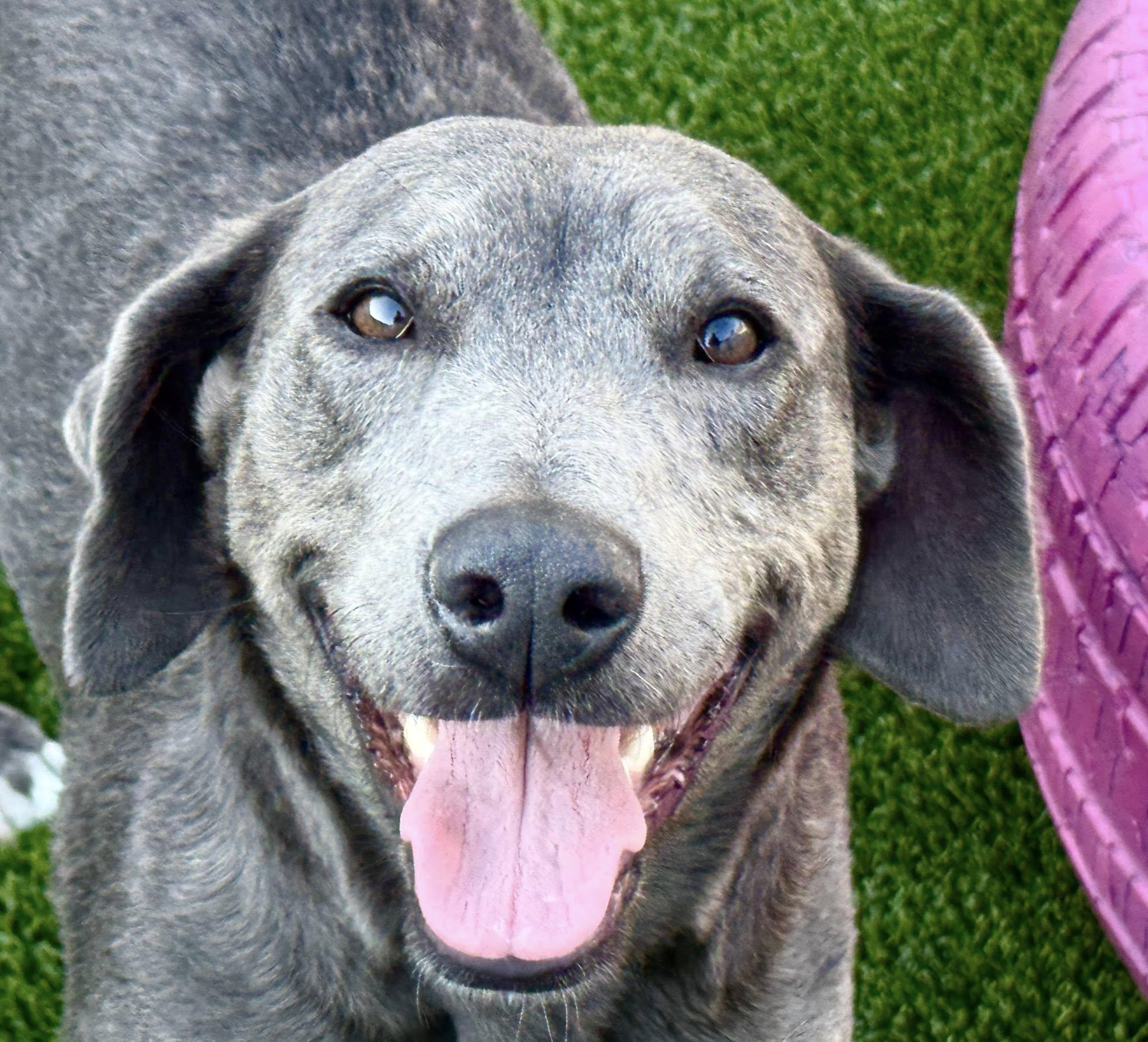 Tipsy-A Three Legged Ray of Sunshine