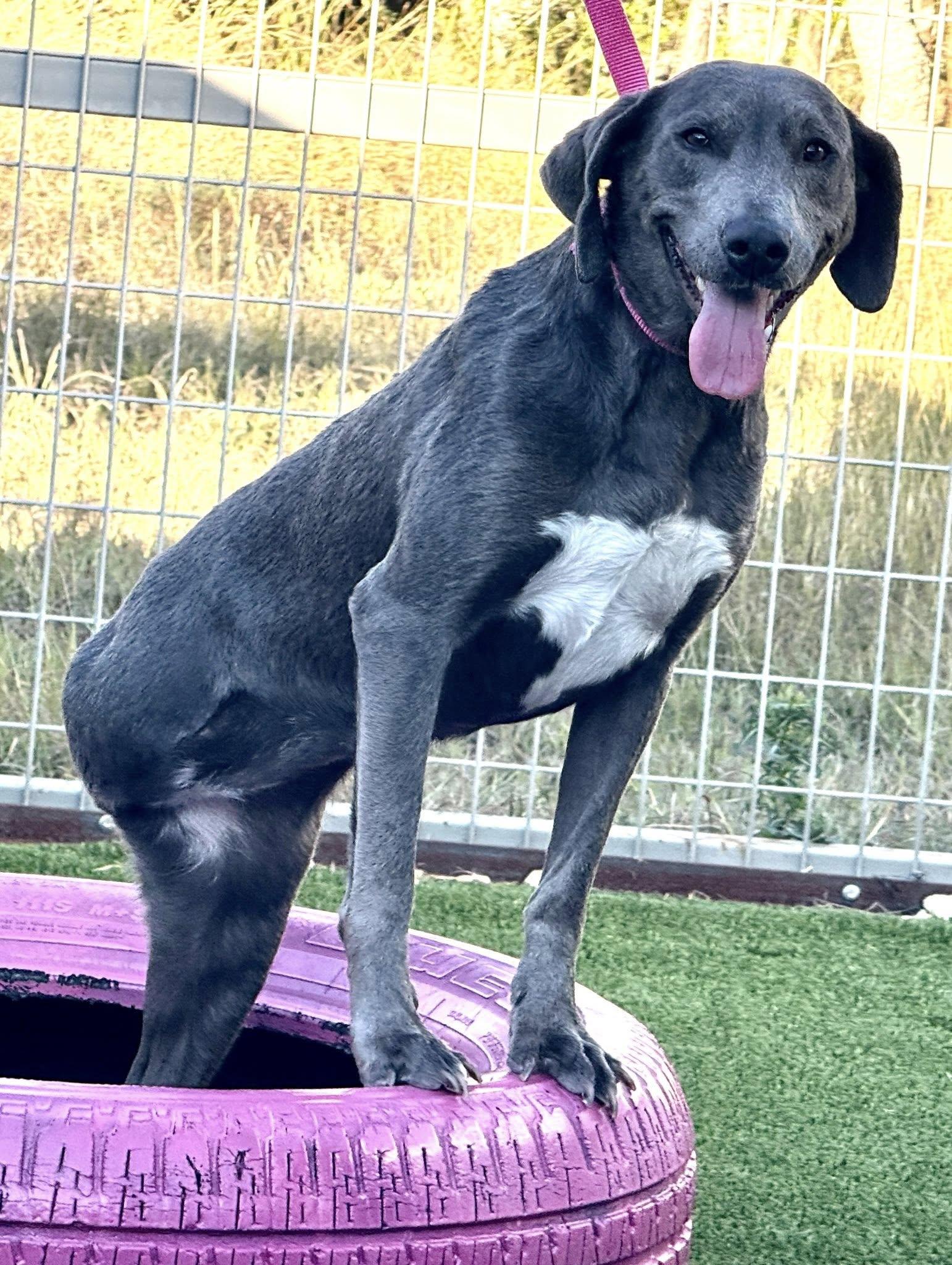 Tipsy-A Three Legged Ray of Sunshine