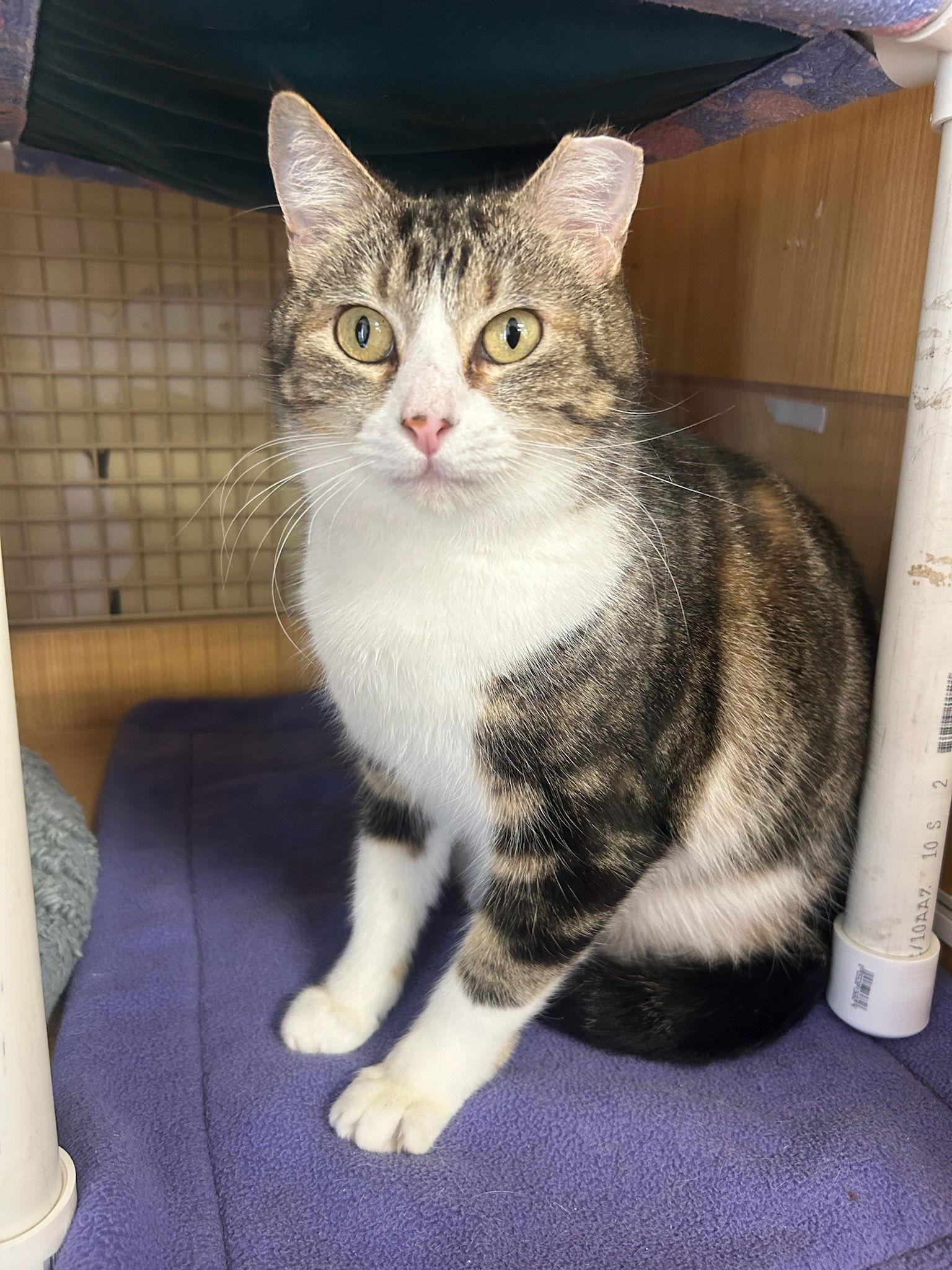 Zasha., Adoptable, Adult Female Tabby.