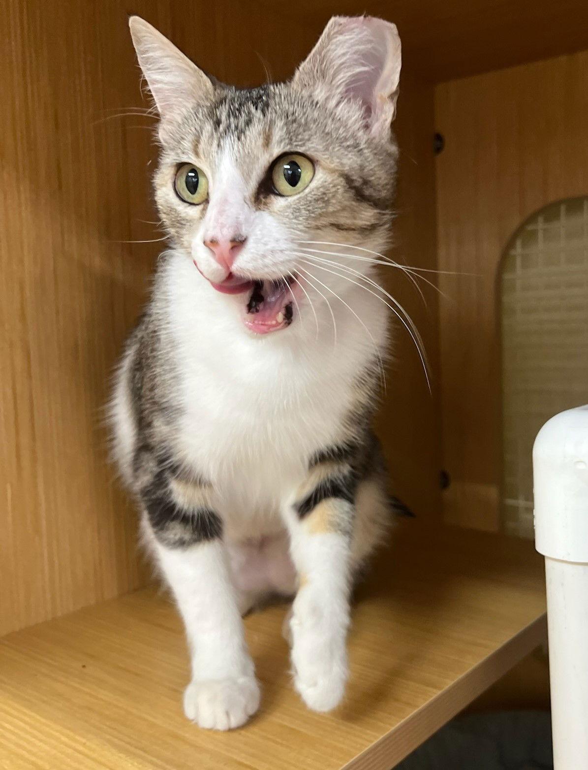 Enlarge Zasha., a Adoptable Tabby in Plano, TX image 2/3