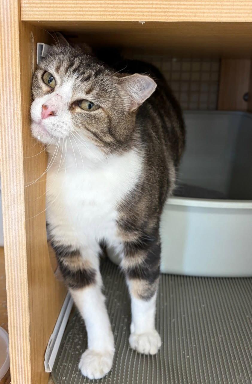 Enlarge Zasha / Sasha, a Adoptable Tabby in Plano, TX image 2/3