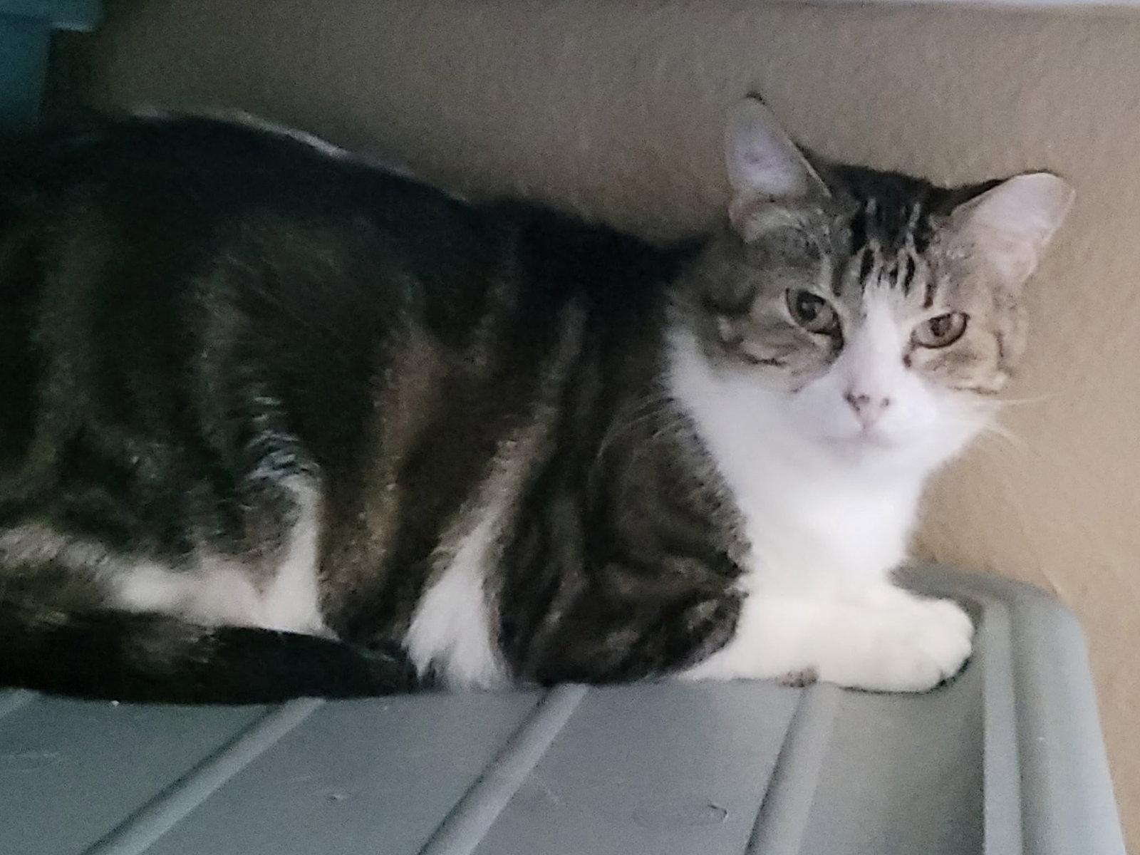 Enlarge Zasha / Sasha, a Adoptable Tabby in Plano, TX image 3/3