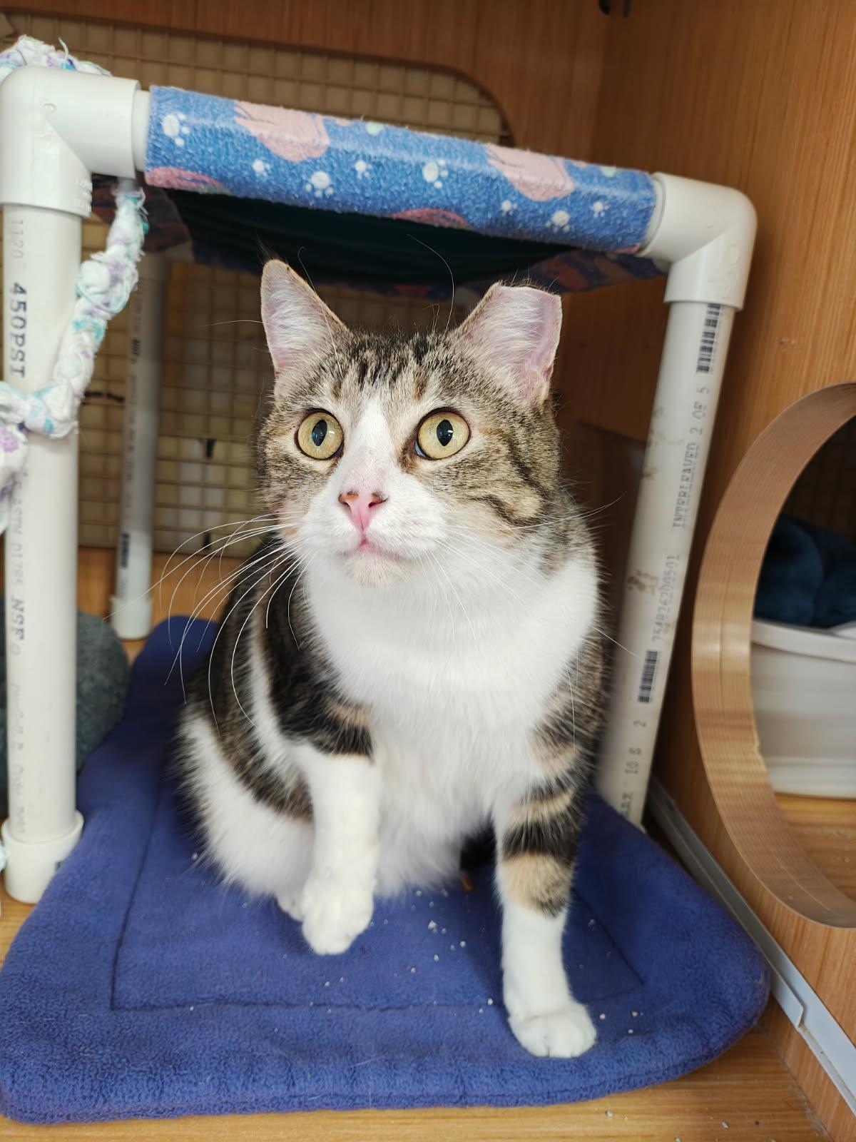 Enlarge Zasha., a Adoptable Tabby in Plano, TX image 3/3