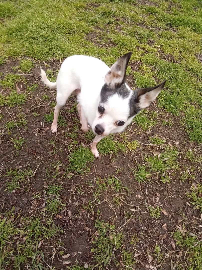 Enlarge Danny   Hospice Foster Needed - ADOPTED!!!!!, a Adopted Chihuahua in West Bloomfield, MI image 1/2