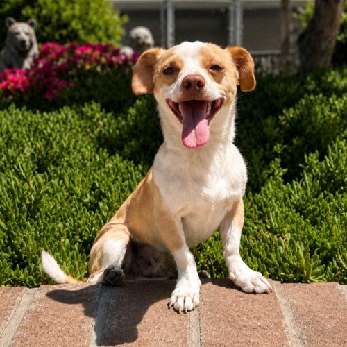 Duvalin, Adoptable, Young Male Chihuahua & Miniature Dachshund.