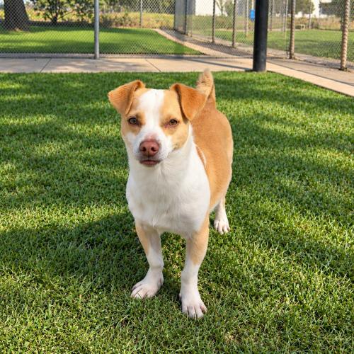 Enlarge Duvalin, a Adoptable mixed breed in Lathrop, CA image 2/3