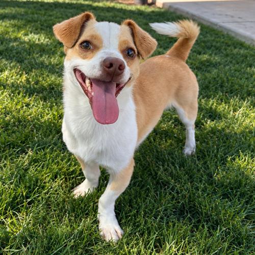 Enlarge Duvalin, a Adoptable mixed breed in Lathrop, CA image 2/2
