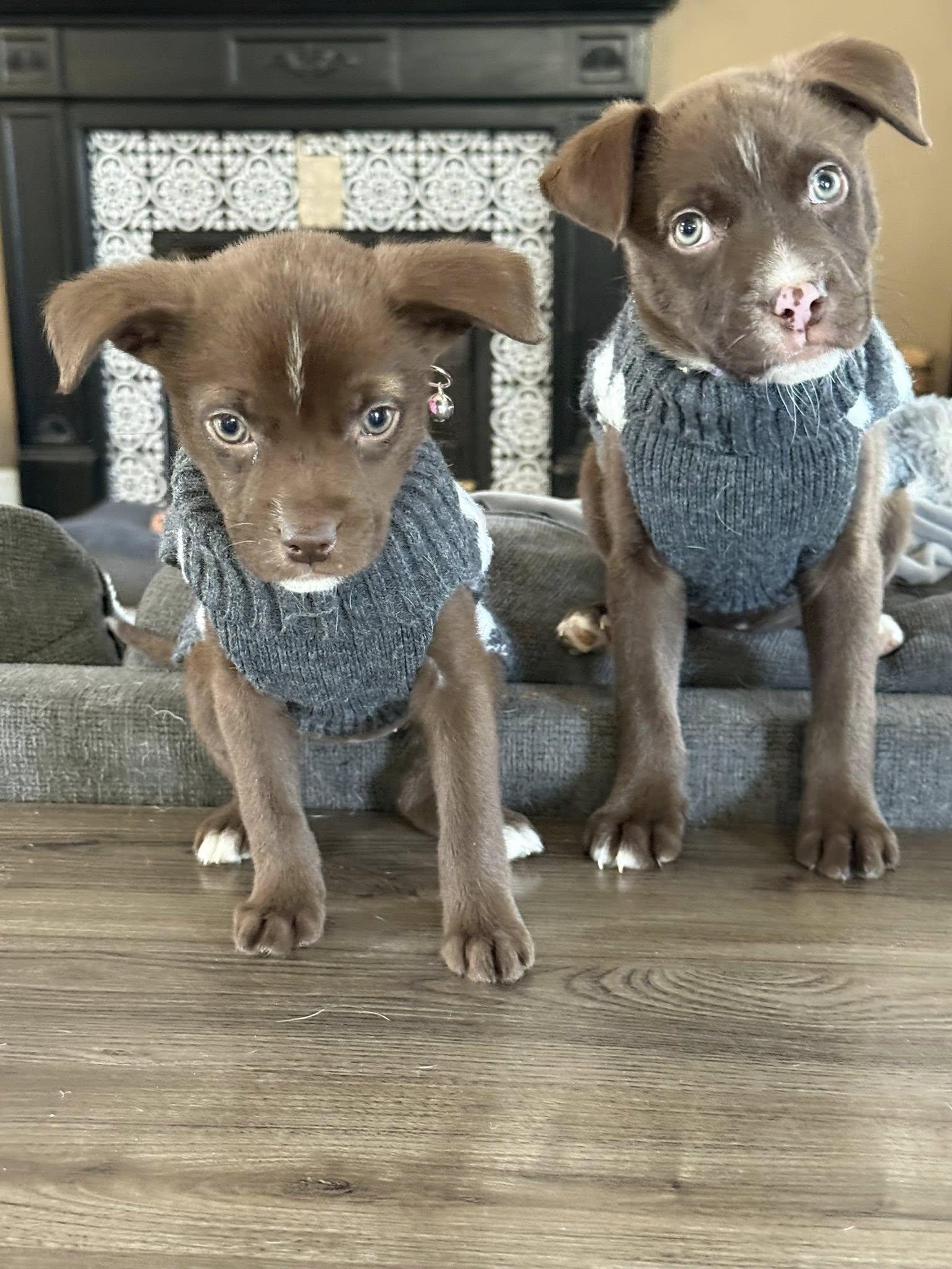 Piggy 0581, Adoptable, Puppy Female Mixed Breed.