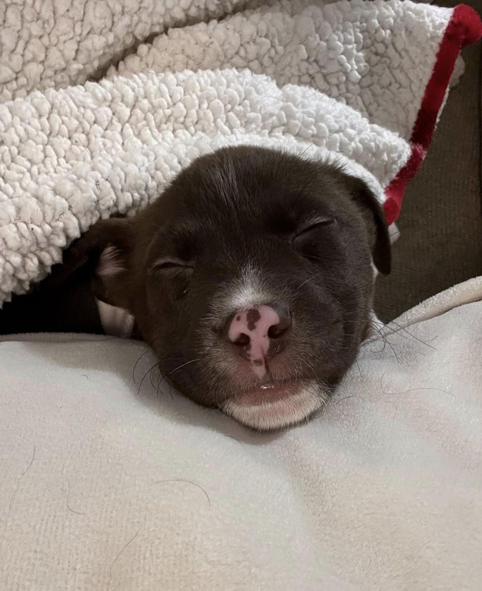 Enlarge Piggy 0581, a Adoptable Mixed Breed in Stephens City, VA image 2/3