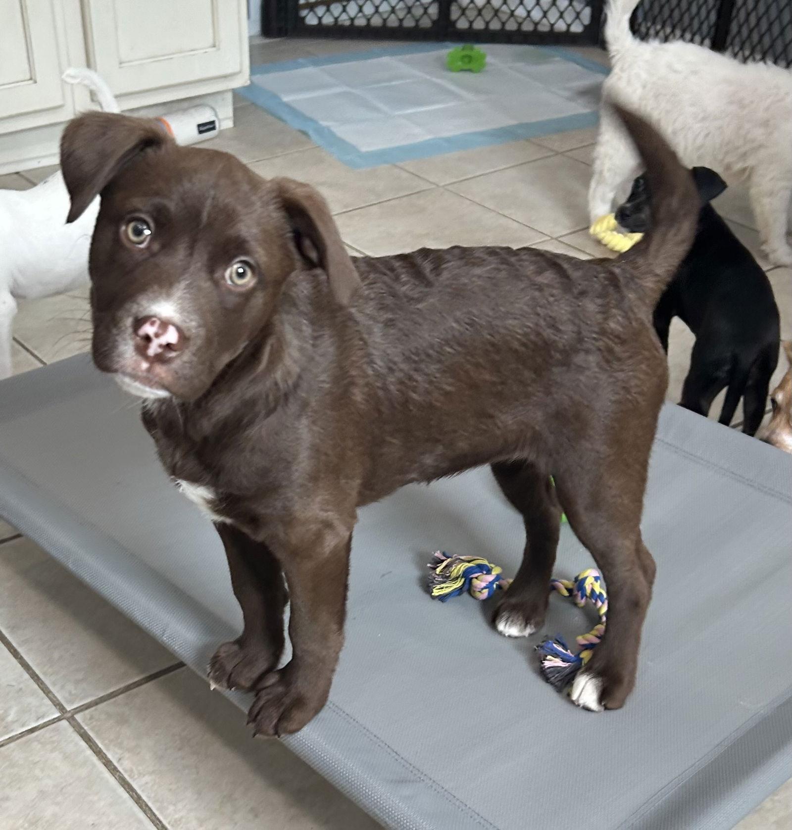 Piggy 0581, a Adoptable Labrador Retriever in Stephens City, VA image 1/3