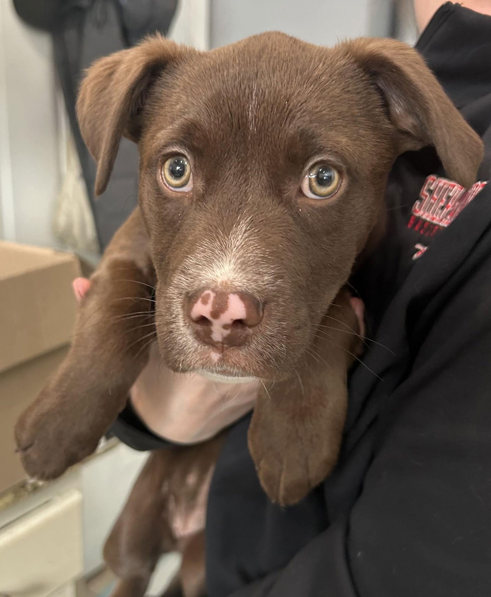 Piggy 0581, a Adoptable Labrador Retriever in Stephens City, VA image 2/3