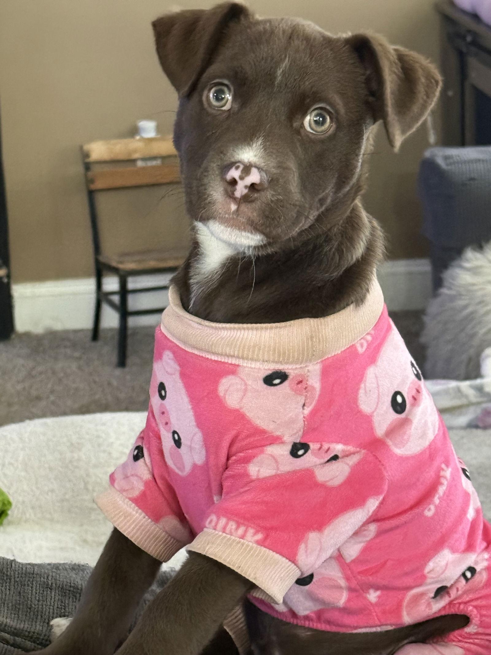 Piggy 0581, a Adoptable Labrador Retriever in Stephens City, VA image 3/3