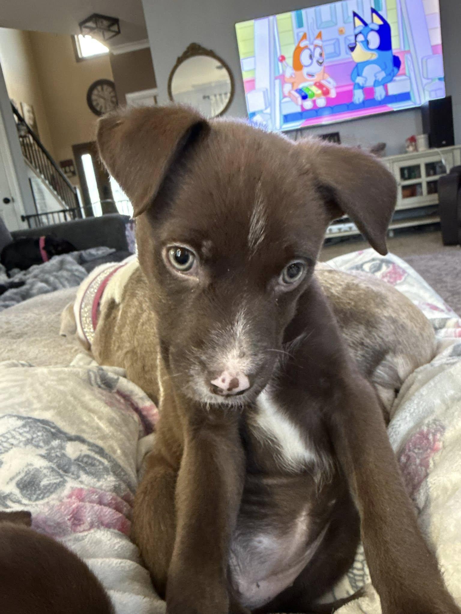 Enlarge Piggy 0581, a Adoptable Mixed Breed in Stephens City, VA image 3/3