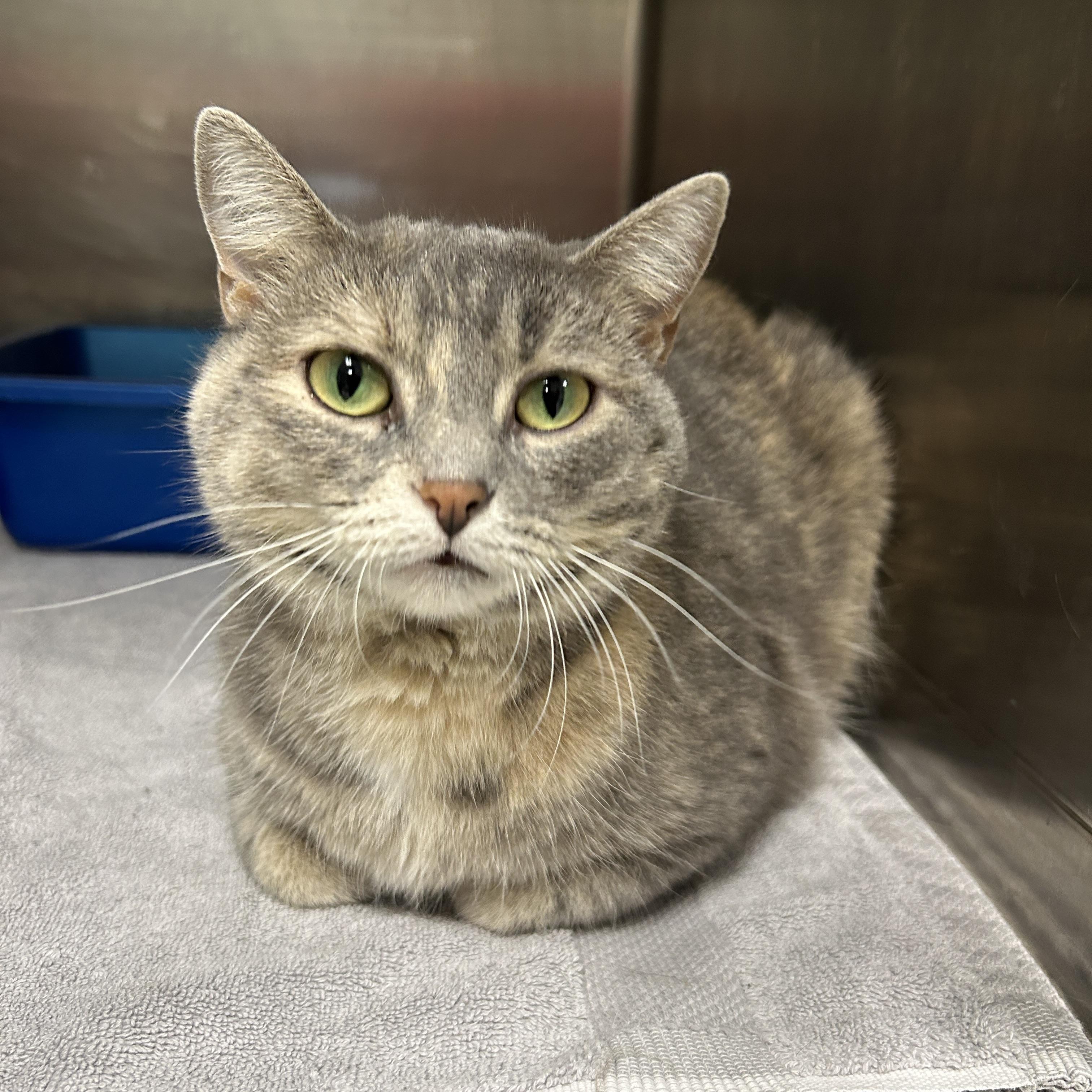 Enlarge Edison, an adoptable Domestic Short Hair in La Grange Park, IL image 3/6