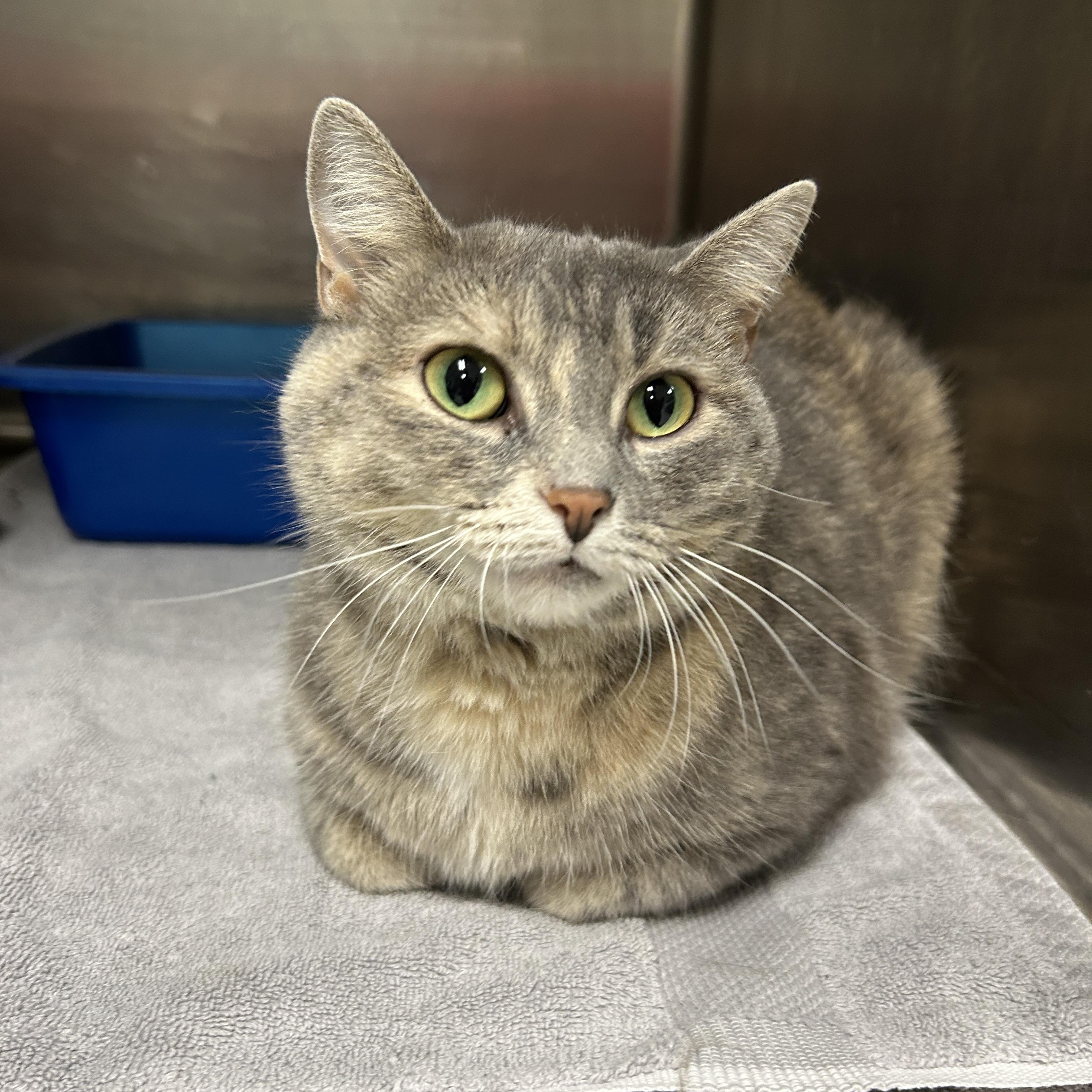 Edison, adoptable, Adult Female Domestic Short Hair.