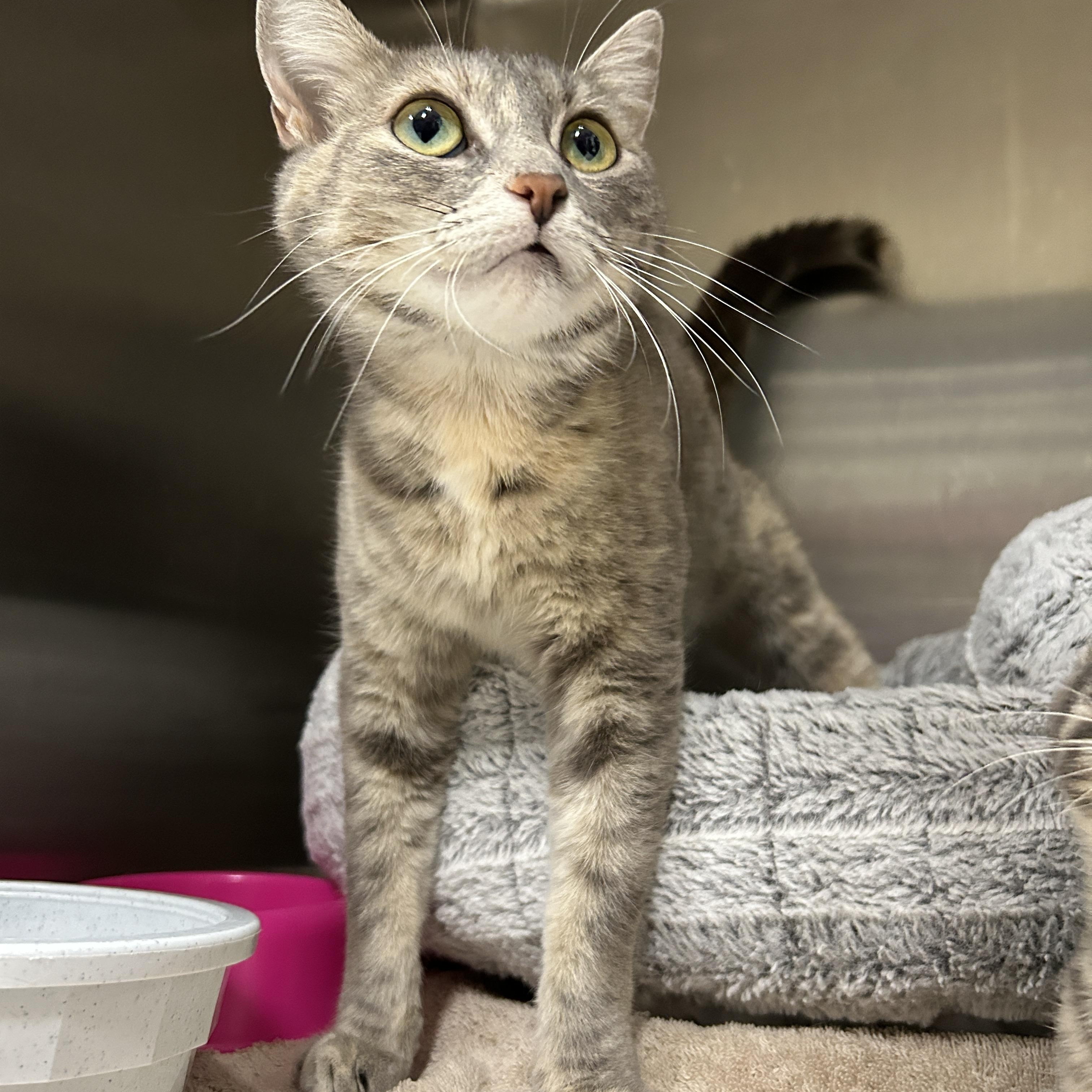 Enlarge Edison, an adoptable Domestic Short Hair in La Grange Park, IL image 6/6