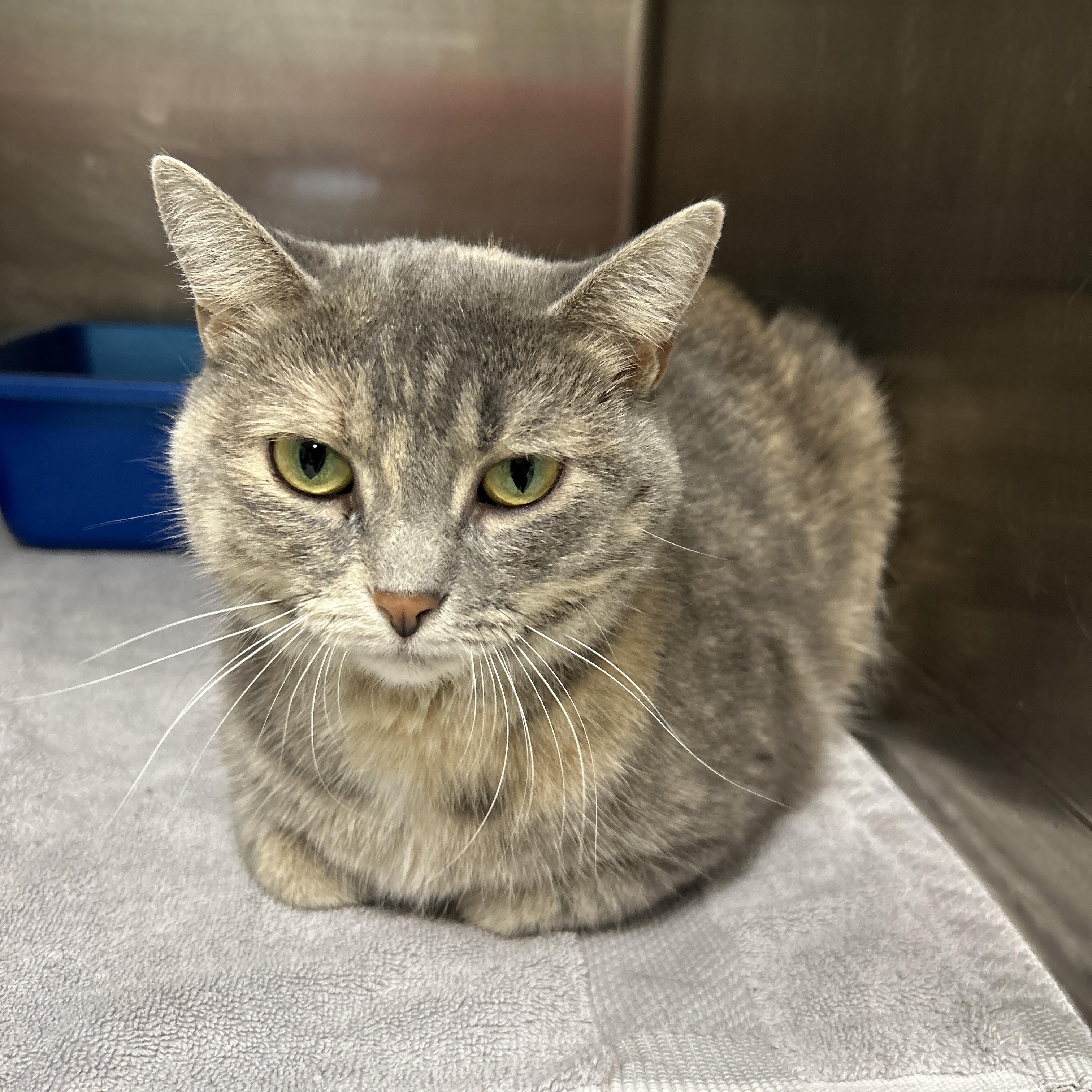 Enlarge Edison, an adoptable Domestic Short Hair in La Grange Park, IL image 4/6